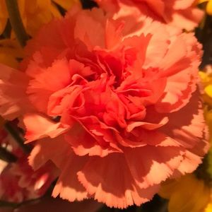 Meet your Posher, Pamela